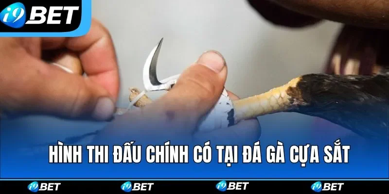 Các loại hình thi đấu chính có tại đá gà cựa sắt Các loại hình thi đấu chính có tại đá gà cựa sắt