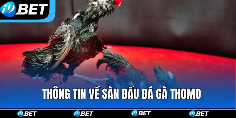 Tổng quan thông tin về sàn đấu đá gà Thomo Tổng quan thông tin về sàn đấu đá gà Thomo